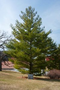Tree of Peace on Observatory Hill at UW–Madison